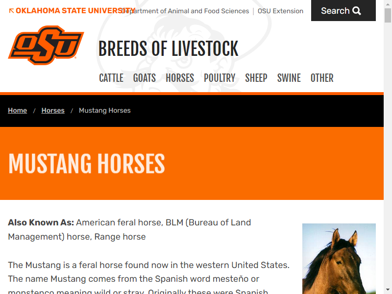 Breeds of Livestock - Mustang