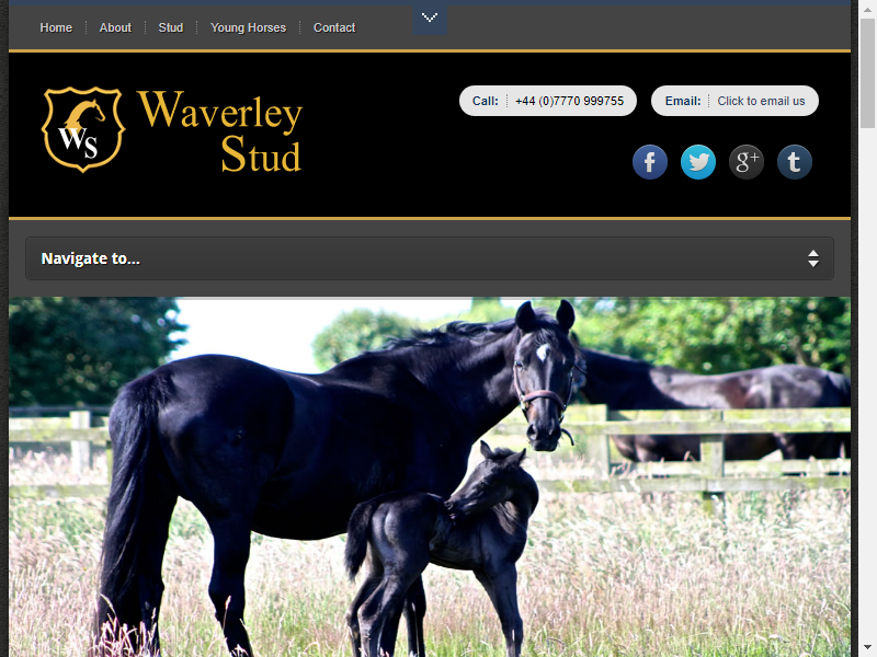 Waverley Stud