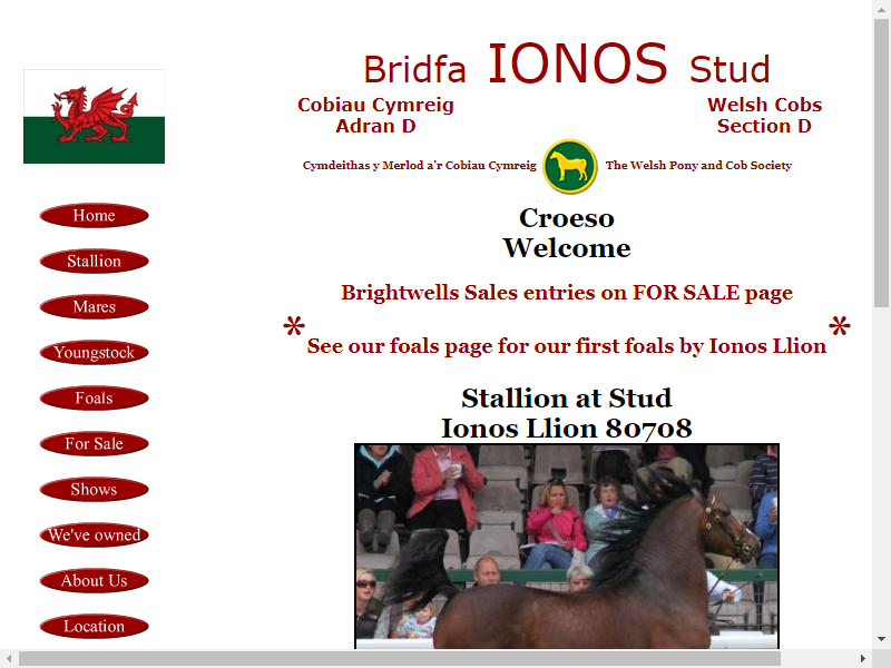 Ionos Welsh Cob Stud